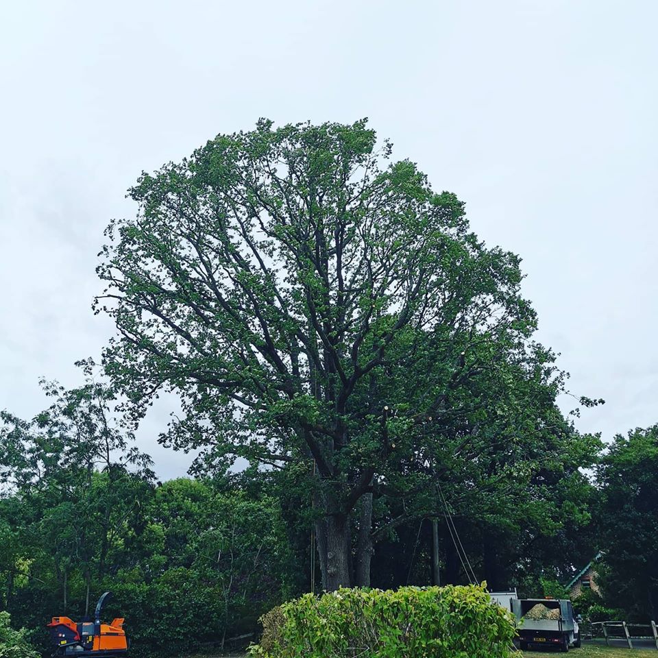 Large Oak reduction Tree Services Sussex