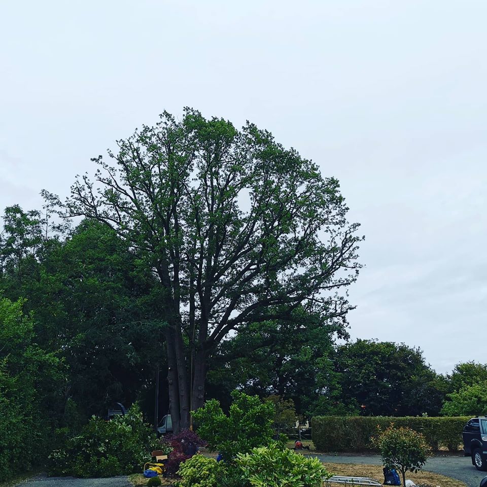 Tree Surgeons Sussex Large Oak reduction